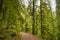 Trail with mossy tree trunks in old growth rain forest in Vancouver Island, BC