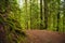 Trail with mossy tree trunks in old growth rain forest in Vancouver Island, BC