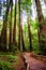 Trail in Muir woods