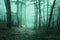 Trail through a mysterious dark forest in fog with green leaves.