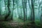 Trail through a mysterious dark forest in fog with green leaves