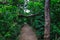 Trail in New Zealand forest near Auckland