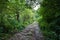 Trail offroad through the forest