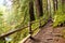 Trail through the old growth evergreen forests in Olympic National Park, Washington, USA