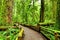 Trail through old growth forest, Vancouver Island, BC