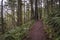 Trail through old growth rainforest, Oregon