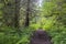 Trail through Pacific Northwest rain forest