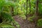 Trail through the Palm Forest