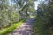 Trail pass along Cork Oaks forest at Cornalvo Natural Park, Spain