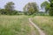 Trail passing through dense grasses