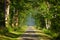 Trail passing under summer trees