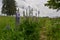 Trail past purple lupine during the early summer in a field in New England