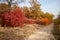 Trail, path through the colorful forest. Autumn landscape. Colorful leaves of smoketree (cotinus)