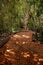 Trail path through a forest