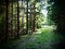 Trail path way in a wild and romantic forrest