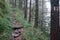 Trail in pine tree forest