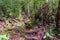 Trail in the rainforest at Bako National Park