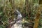 Trail in the rainforest at Bako National Park