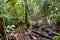 Trail in the rainforest at Bako National Park