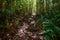 Trail in the rainforest at Bako National Park