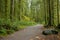 Trail in a rainforest with giant mossy trees