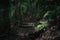 Trail through the rainforest vegetation of Costa Rica. Manuel Antonio National Park