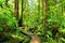 Trail through the rainforests of Pacific Rim National Park, Vancouver Island