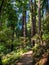 Trail Through Redwoods, Muir Woods, California