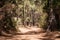 Trail road in forest landscape - pathway in wilderness / nature