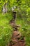 A trail with roots goes up in the forest