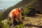 Trail runner taking a break tying shoe lace