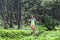 Trail runner woman athlete running jumping in forest nature mountains background. Sport girl active training difficult cardio
