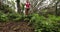 Trail runner - Woman running in forest by banyan tree training and working out