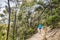 Trail runner woman running in forest nature path outdoors. Sport athlete girl training outdoor on adventure travel. Ultra run