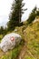 Trail sign huge rock footpath red circle blazing