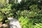 Trail in Singapore Botanic Gardens.