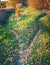 The trail splits into two paths, covered with fallen leaves, diverging in different directions. Autumn conceptual landscape