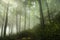 trail through the spring deciduous forest in sunshine foggy weather dense mist and sunlight create a mysterious scenery june