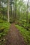 Trail, Spring, Phacelia, Great Smoky Mtns NP, TN