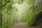 trail through springtime deciduous forest with beech trees covered lush foliage in foggy weather the footpath leads to top of