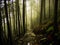 Trail of Stone through Misty Forest