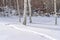 Trail on sunlit snow and quaking aspens in Utah