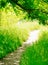 Trail in a Sunny Green Summer Forest