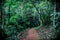 Trail through tall trees in a lush forest The cliff is a rocky layer with soil Adventurous trekking trail ravine forest