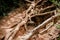 Trail through tall trees in a lush forest The cliff is a rocky layer with soil Adventurous trekking trail ravine forest landscape