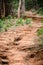 Trail through tall trees in a lush forest The cliff is a rocky layer with soil Adventurous trekking trail ravine forest landscape