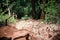 Trail through tall trees in a lush forest The cliff is a rocky layer with soil Adventurous trekking trail ravine forest landscape