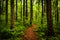 Trail through tall trees in a lush forest, Shenandoah National Park