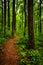 Trail through tall trees in a lush forest, Shenandoah National Park