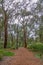 Trail through Tall Woodland